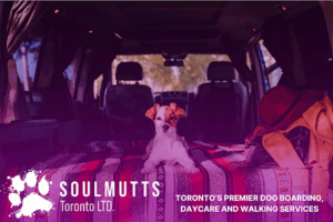 Soulmutts Toronto Expands Specialised Dog Boarding Services